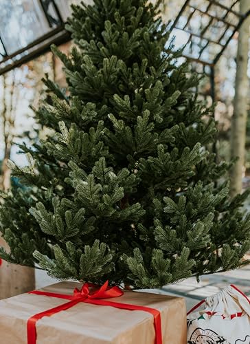 TreesHouse Spritzguss Nordmanntanne 150 cm - 8