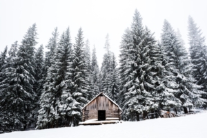 Eine wunderschöne Idyle mit einem rustikalen Holzhaus von wunderschönen Kiefertannen umgeben.