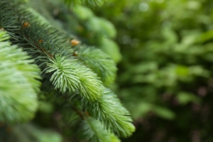 Damit ein Weihnachtsbaum für die komplette Weihnachtszeit sein schönes Nadelkleid behält, gibt es einzelne Pflegetipps um den perfenten Baum zu erhalten.